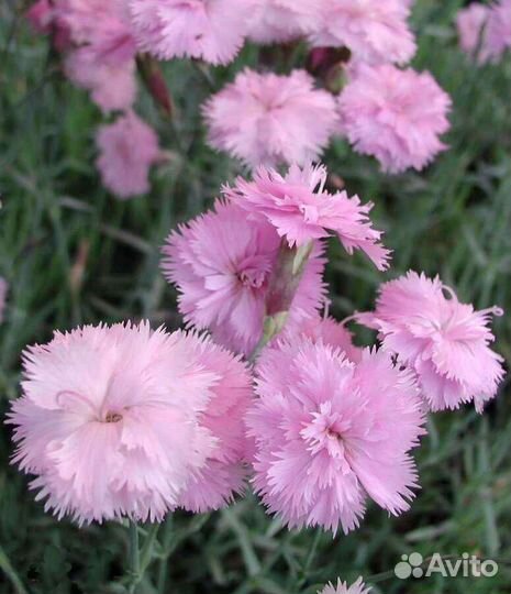 Гвоздика садовая, многолетняя, нежно-розовая