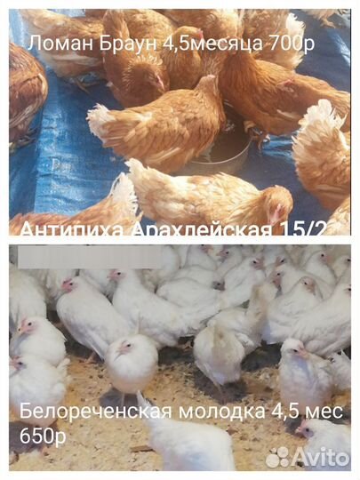 Куры молодки несушки