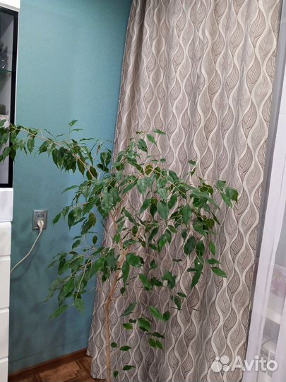 Фикус бенджамина