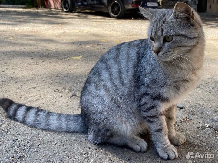 Кошка кот ок 6 мес