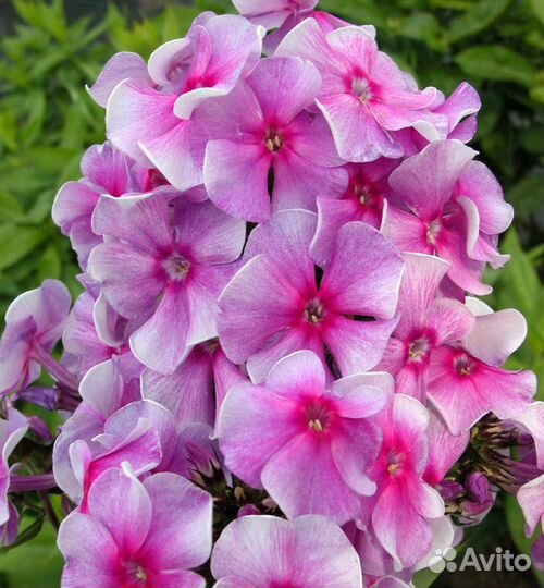 Флоксы сортовые