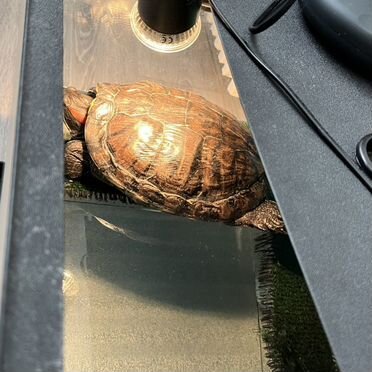 Красноухая черепаха