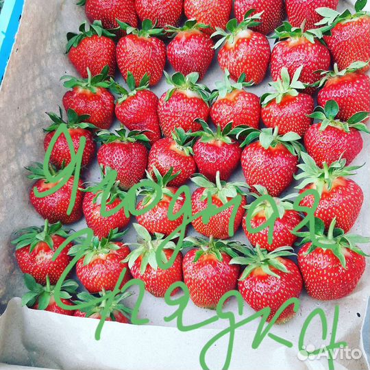 Рассада сортовой клубники