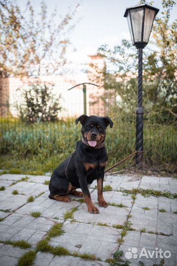 Ротвейлер бесплатно