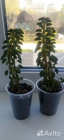 Суккуленты