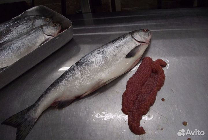 Горбуша с икрой вылов 2023