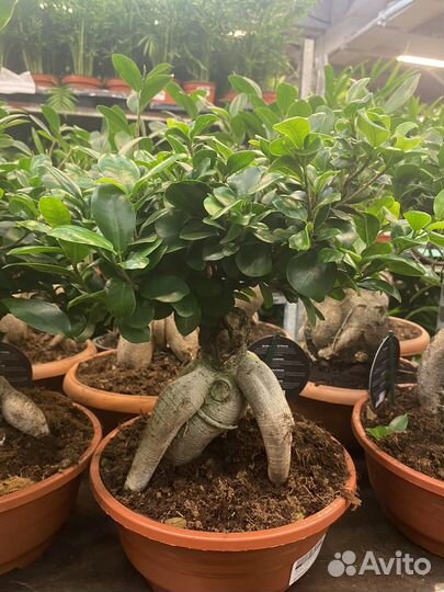 Бонсай Фикус Гинсенг