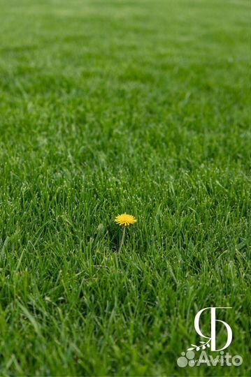 Уход за газоном