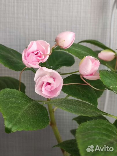 Бальзамин махровый Эплблоссом