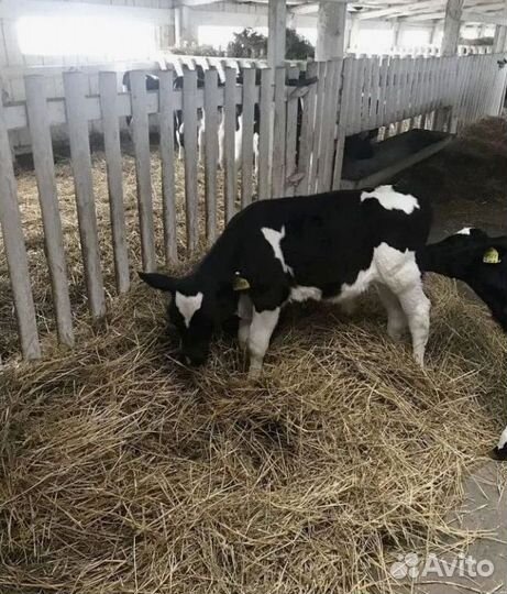 Телята бычки