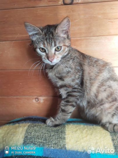 Котенок 4 месяца в дар