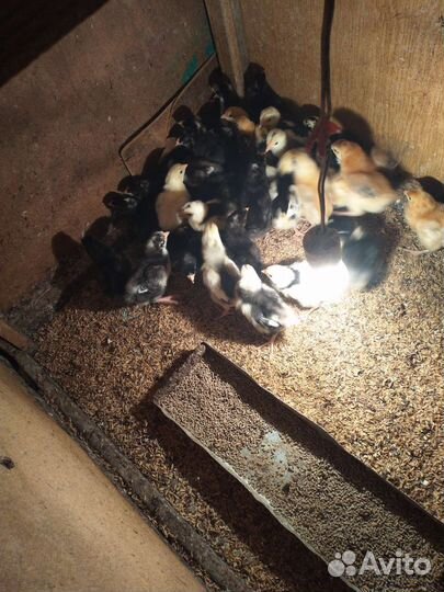 Продаём цыплят разных пород