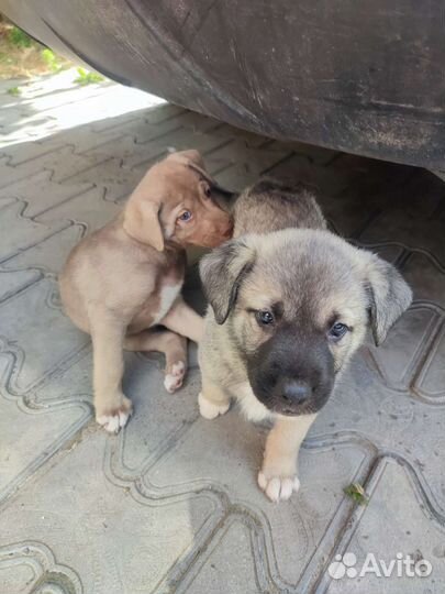 Щенки