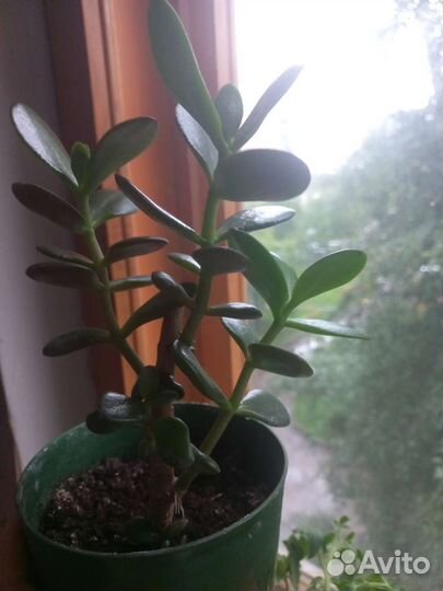 Толстянка (денежное дерево )