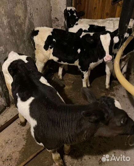 Телята бычки