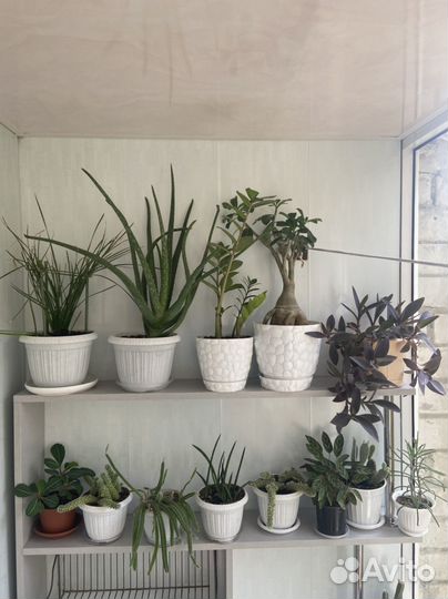 Кактусы, суккуленты комнатные цветы