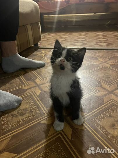 Отдам бесплатно