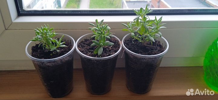 Лаванда узколистная