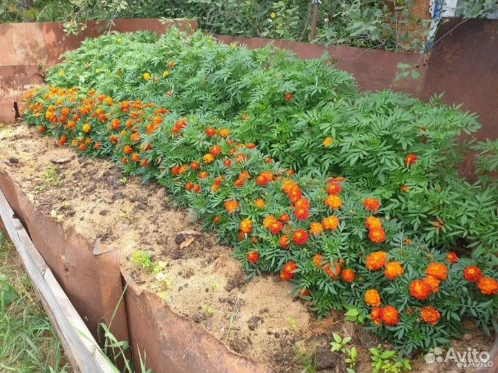 Рассада бархатцы