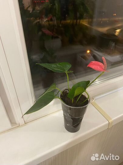 Комнатные цветы антуриум розовый