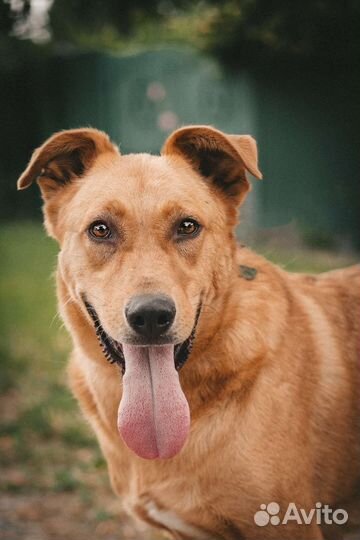 Товарищ в семью