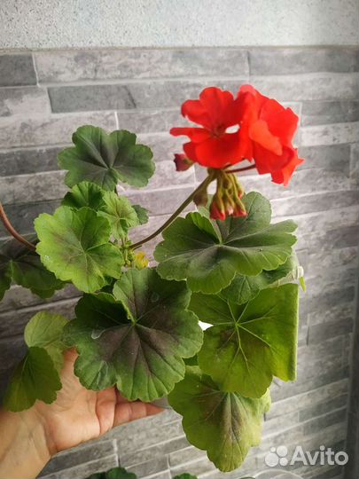 Пеларгония герань Карликовая, h-15см