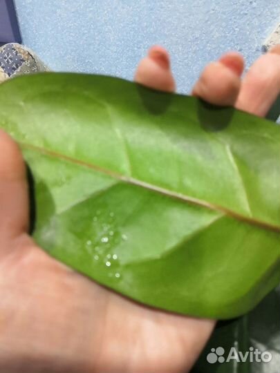 Фикус бокальчатолистный