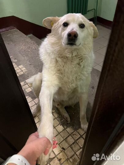 Собака в добрые руки