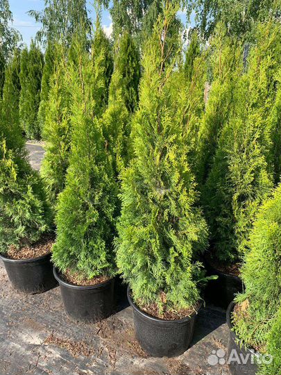Туя Smaragd, 150 см