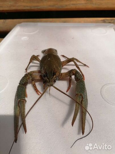 Живые и Варёные раки в Наличии с доставкой