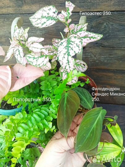 Комнатные растения