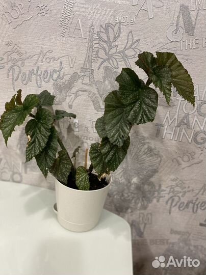 Бегония макулата