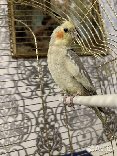 Попугай корелла девочка