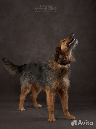 Собака Кенга