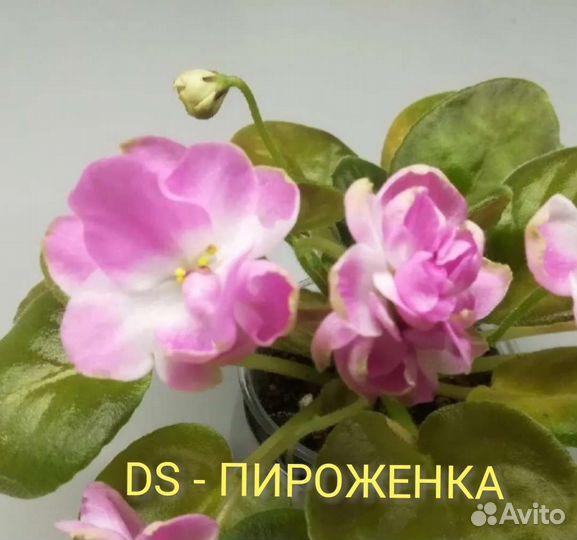 Укорененные листики фиалок в стаканчиках