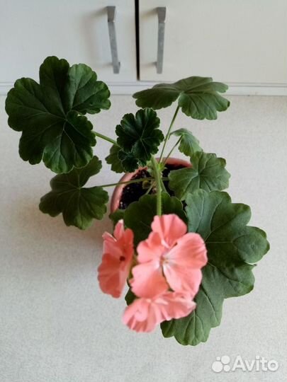 Пеларгония (герань)