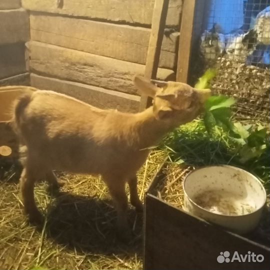 Коза