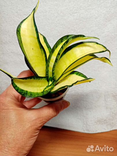 Сансевиерия сортовая, Индонезия