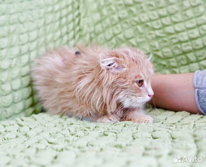 Мандаринчик в добрые руки