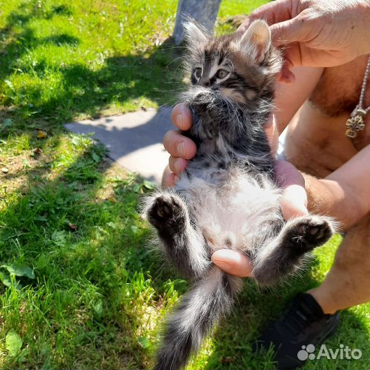 Котята коты кошки