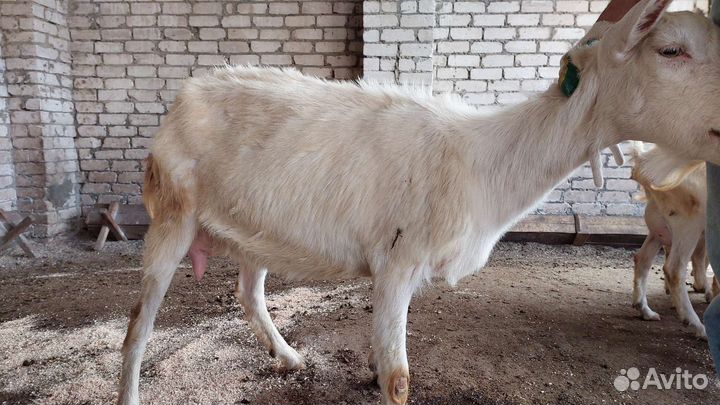 Козы дойные