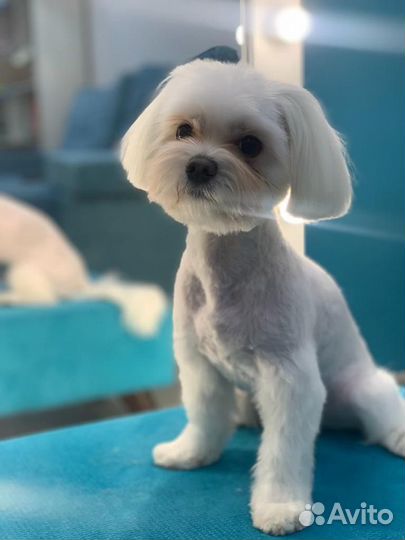 Груминг (стрижка собак и кошек)