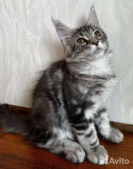 Котята мейн-кун