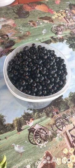 Продаю смородину черную