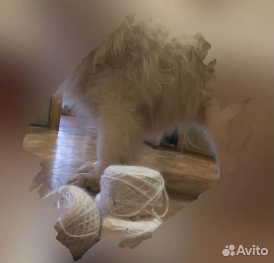 Пряжа из шерсти и пуха самоедской лайки