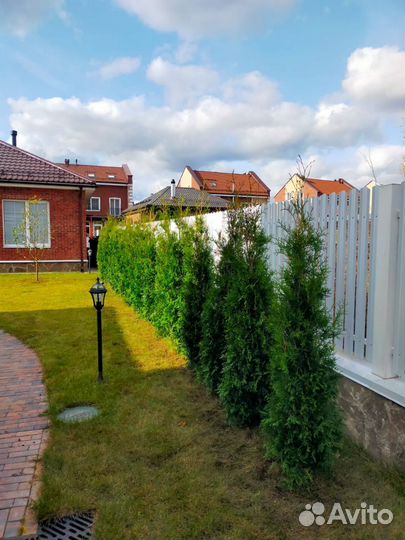 Туя Брабант для живой изгороди