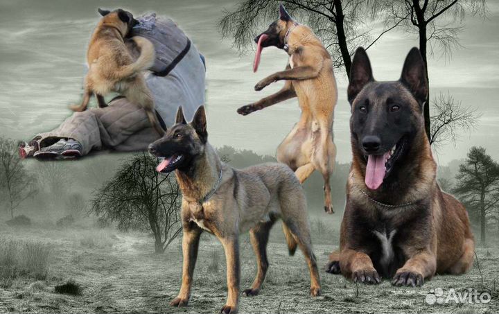 Малинуа вязка