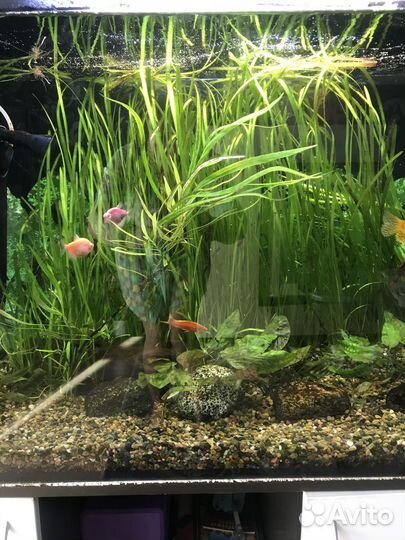 Аквариум