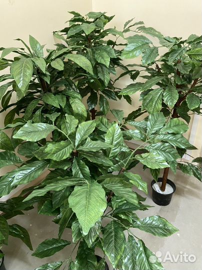 Дерево для дома