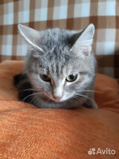 Кошечка в добрые руки